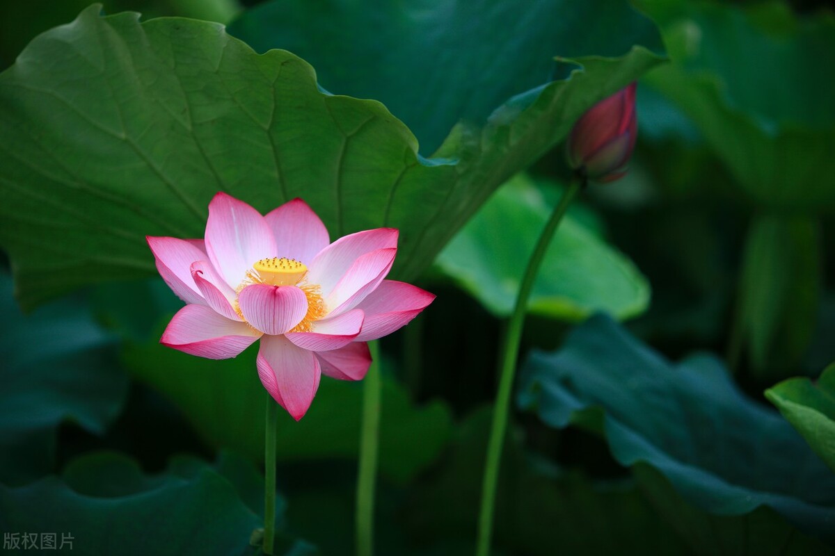 世界顶级心理学大师荣格的濒死体验及顿悟分享