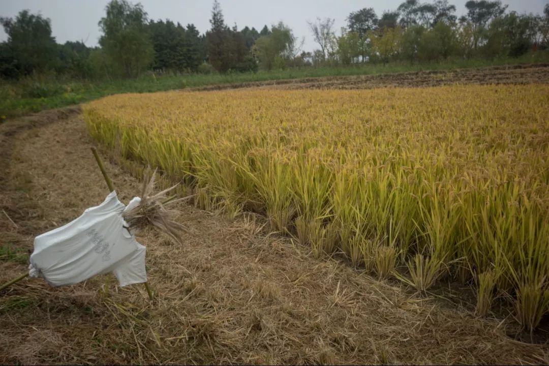 阳澄湖大闸蟹真正吃蟹的季节到了,阳澄湖吃大闸蟹最好的季节