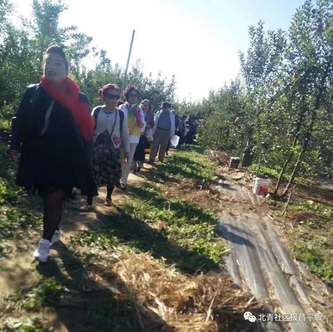 又到了采摘油桃的季节,油桃采摘季来袭你准备好了吗