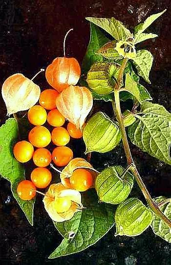 生物相册：姑娘还是菇茑？这水果，世界各地有39种