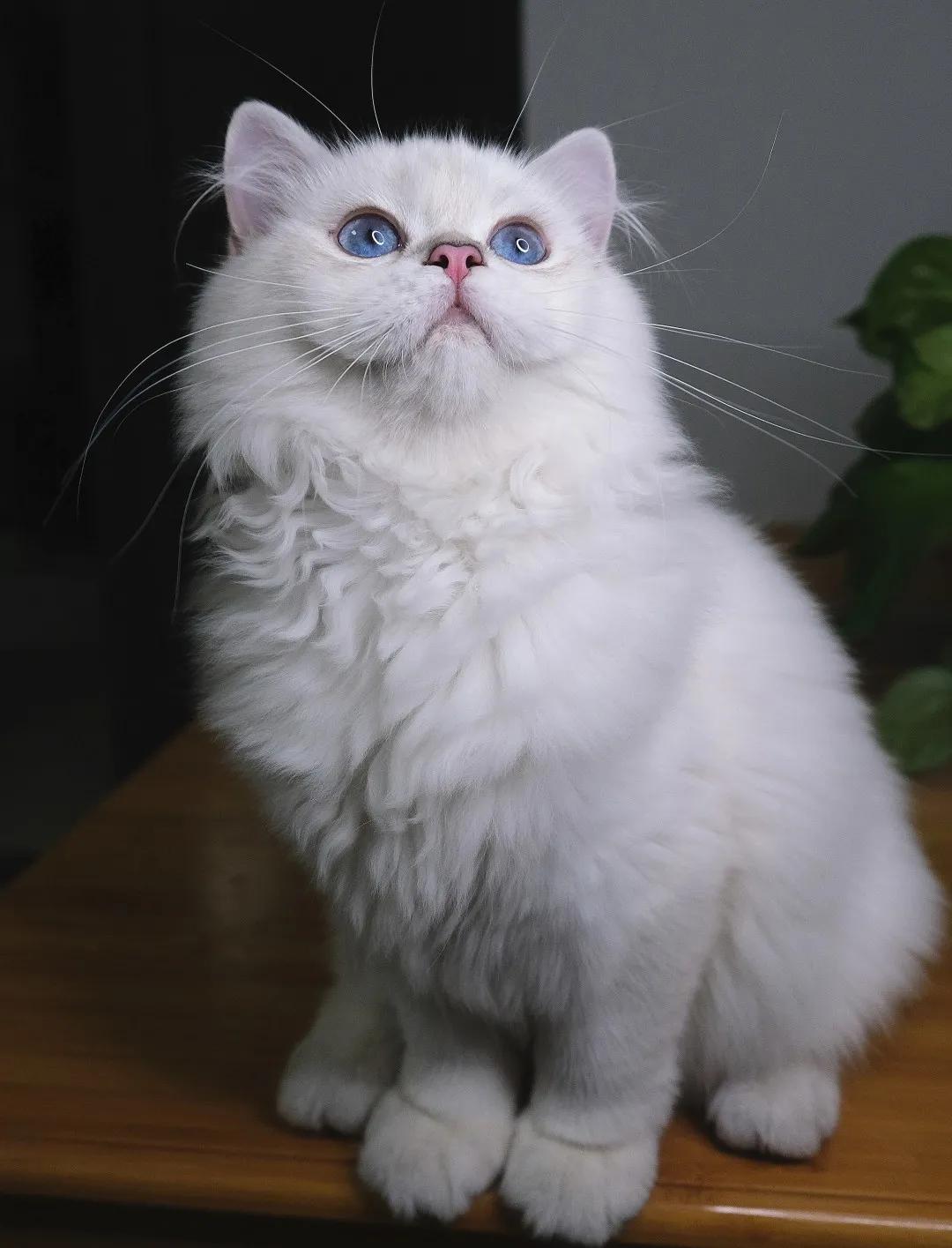 定期帮猫咪去浮毛很重要,定期给猫驱虫还会有跳蚤吗