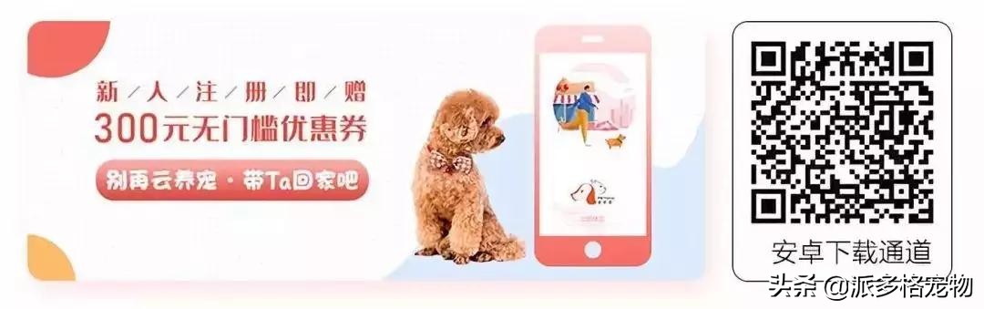 派多格宠物app,派多格宠物交流平台银川