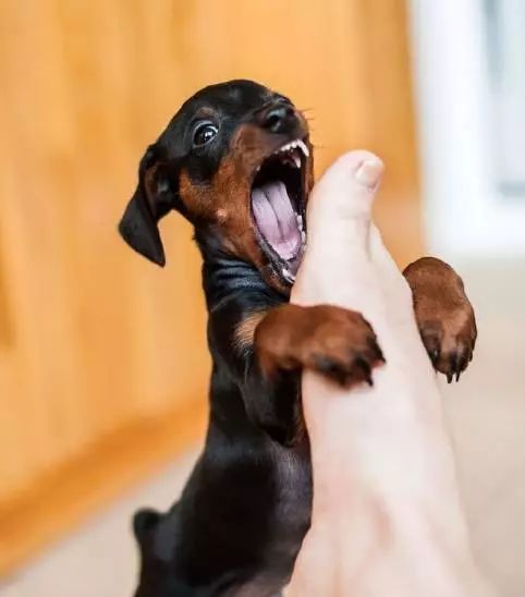 小奶狗可奶可凶,小奶狗很凶一直要咬人怎么办