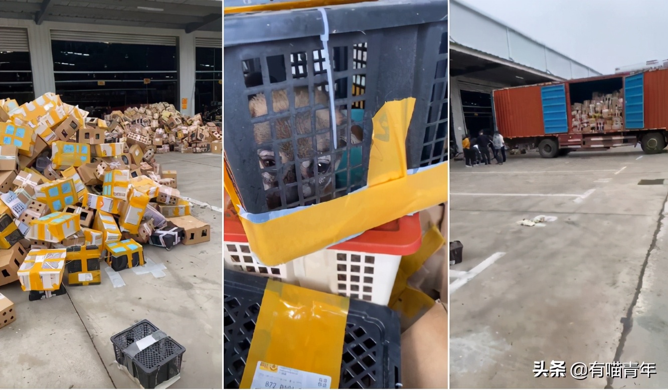 网上买的猫运回来死了,网上买猫三天送到半夜死了