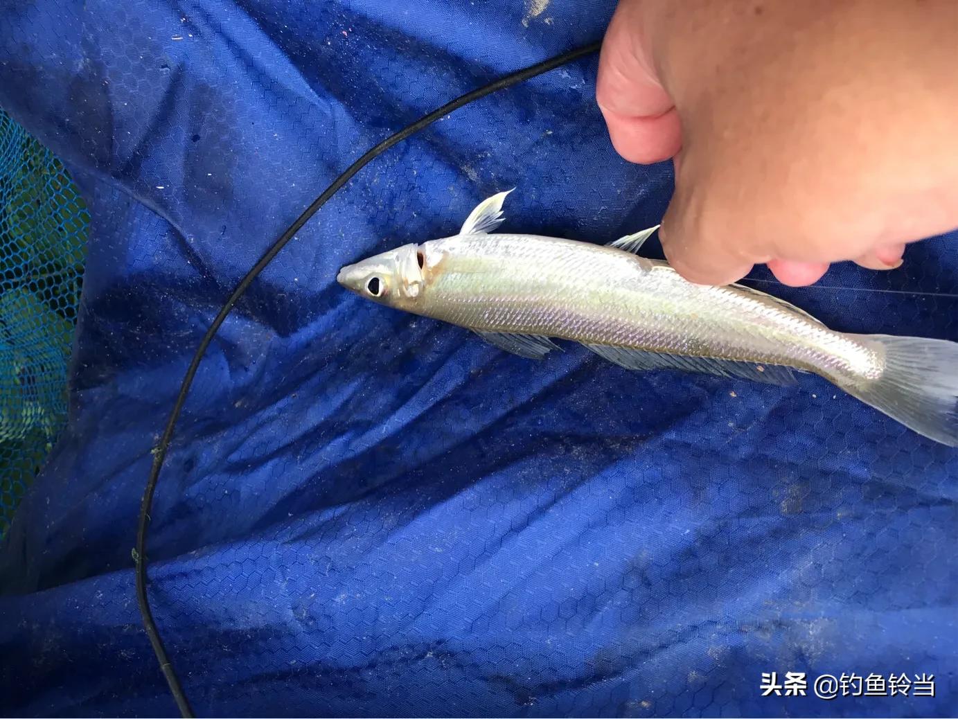 沙尖鱼怎么筏钓,沙尖鱼的正确钓法教学