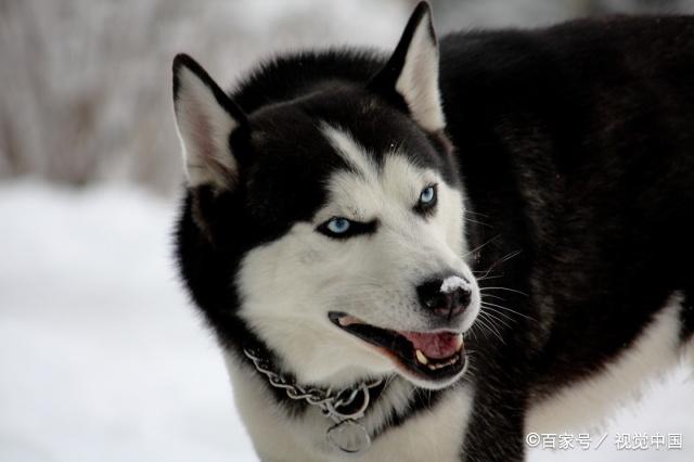 哈士奇嚎叫被打一巴掌原视频博主,哈士奇嚎叫被主人一巴掌打闭嘴