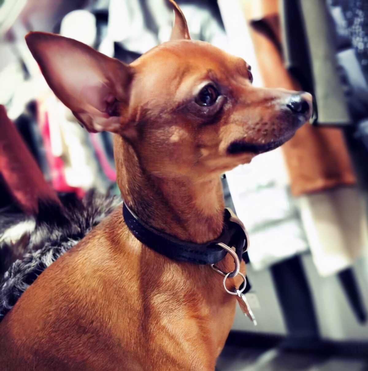 小鹿犬的训练方法,如何训练6个月的小鹿犬