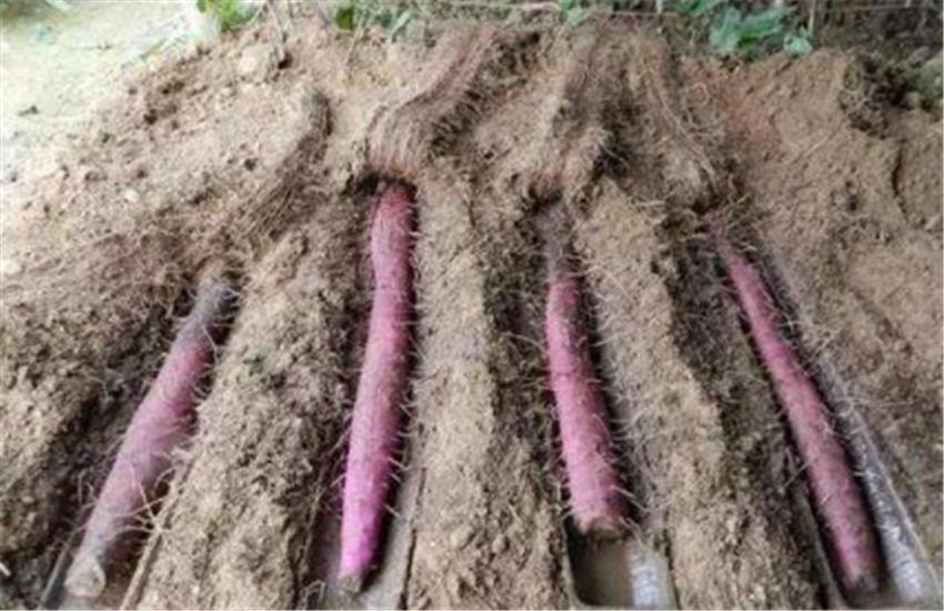 山药横栽种植技术视频教程,山药用pvc管种植技术