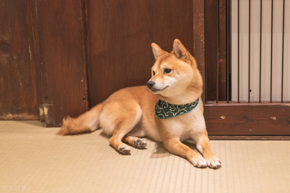 因表情包走红网络,网红柴犬表情包我只想拥有快乐