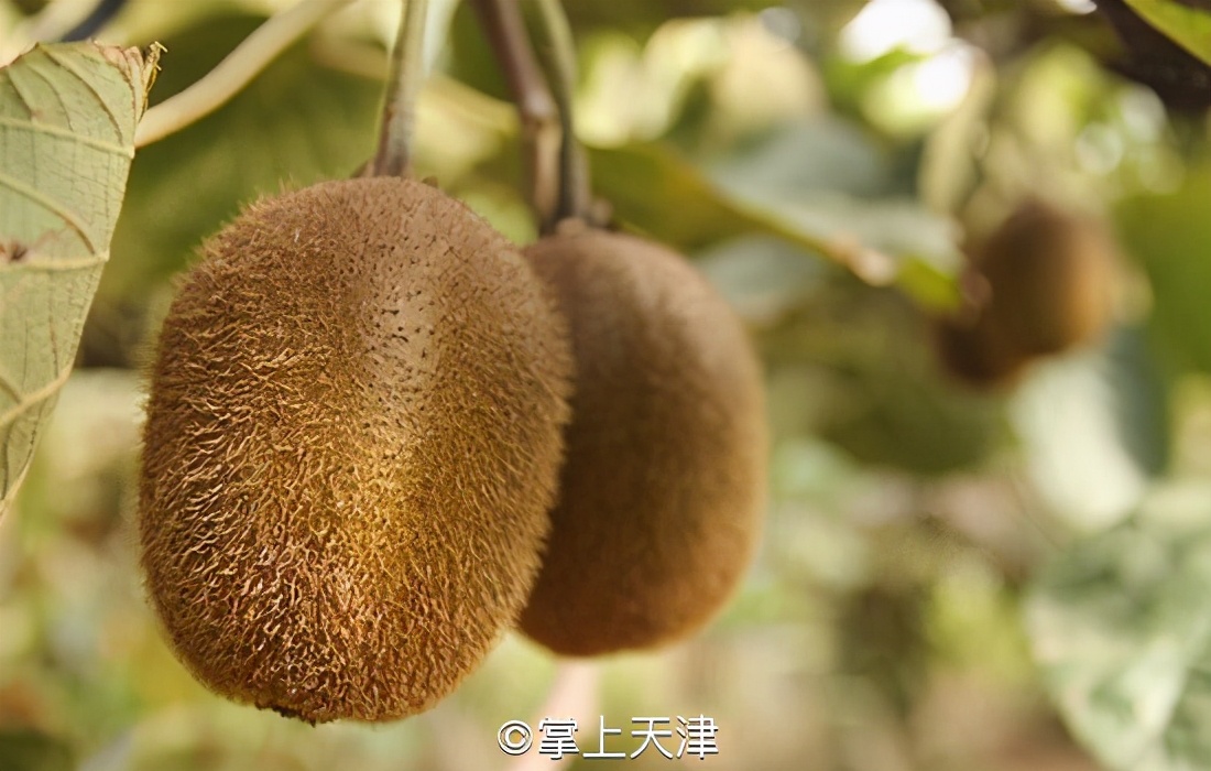 低调的王者完整版,低调的王者奥迪