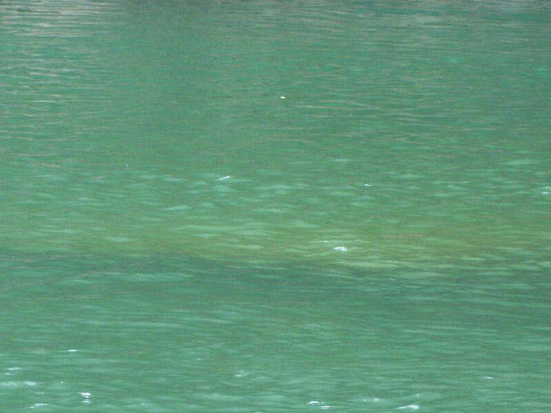 盘车冲钓赤尾,盘车冲钓青尾鲴