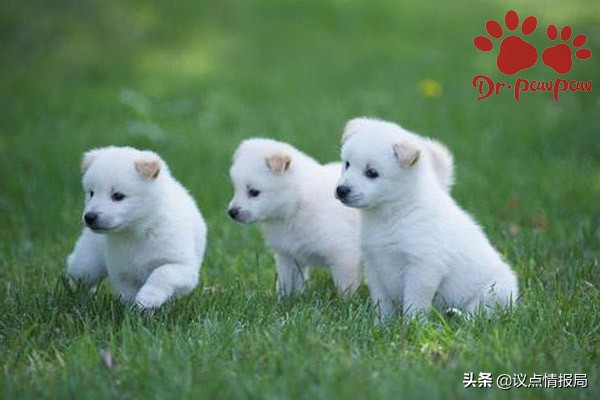 泰迪狗狗生产全过程注意事项,泰迪狗生产完怎么喂养