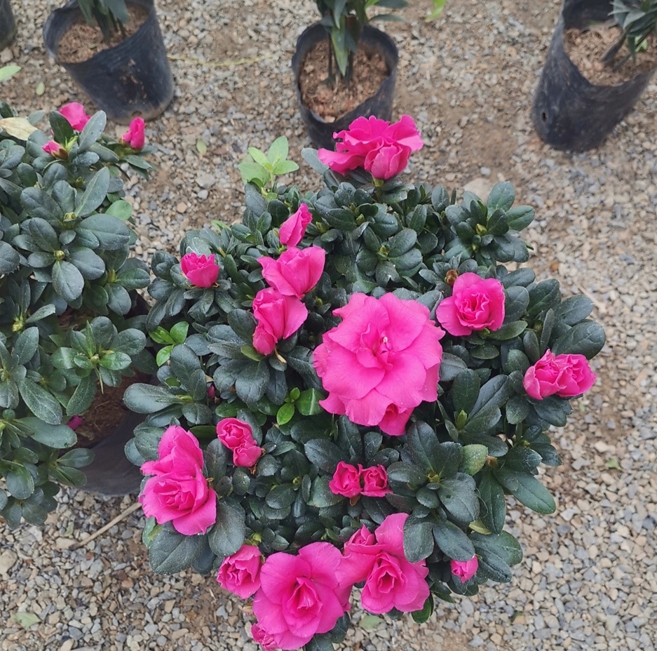 四季杜鹃茶花叶子干枯挽救方法,养的杜鹃花落叶是怎么回事