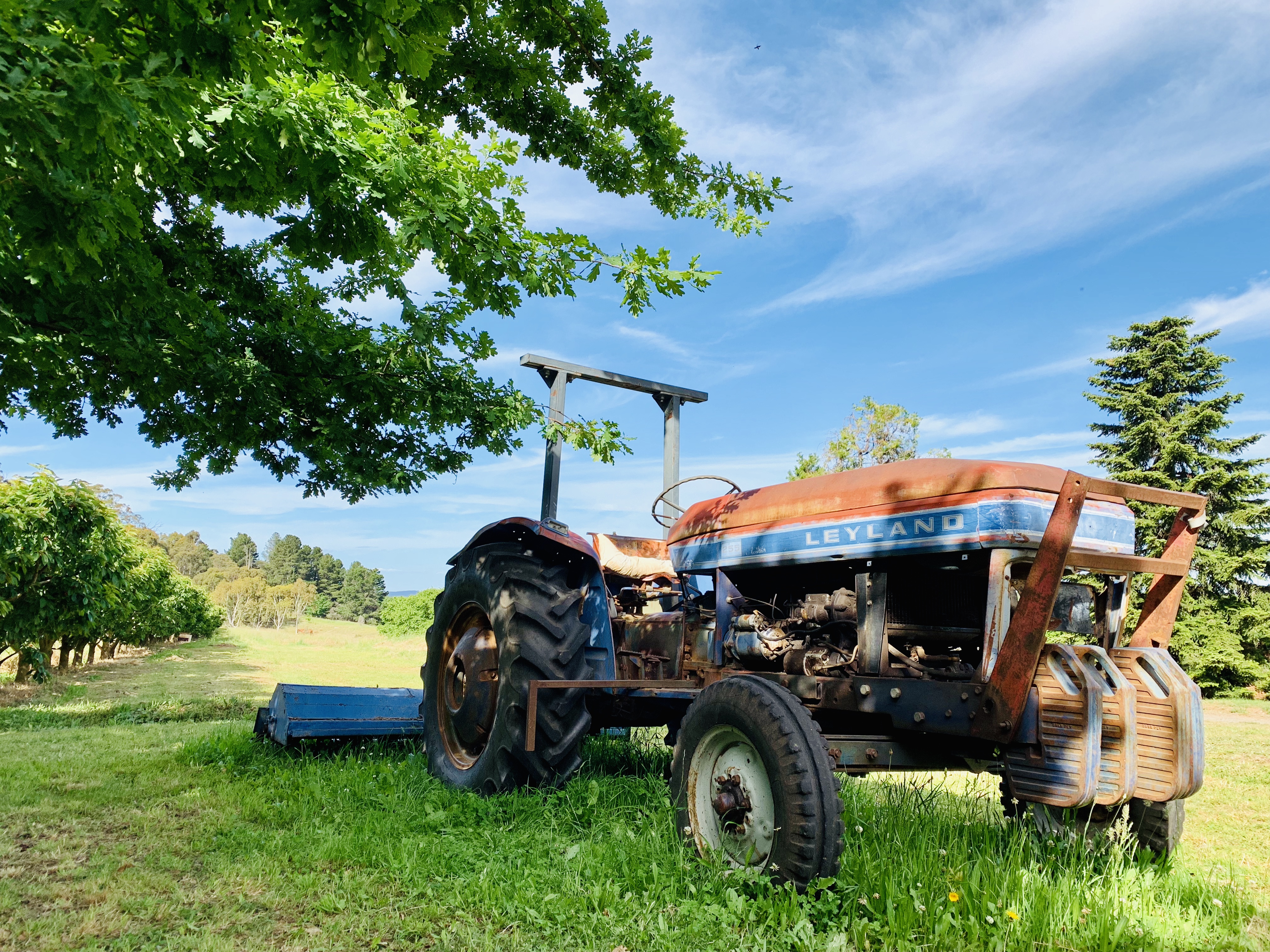 澳洲樱桃采摘,在澳洲采樱桃视频