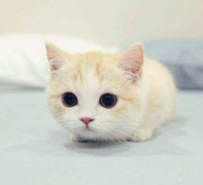 幼猫爱吃饭是为啥,幼猫爱喝水不爱吃猫粮