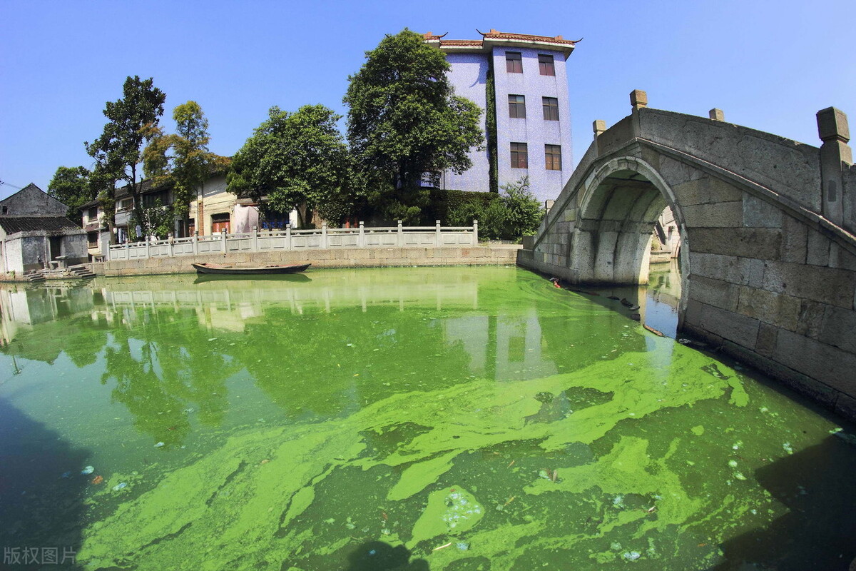 夏季高温蓝藻频发怎么办,盛夏蓝藻怎么防止爆发