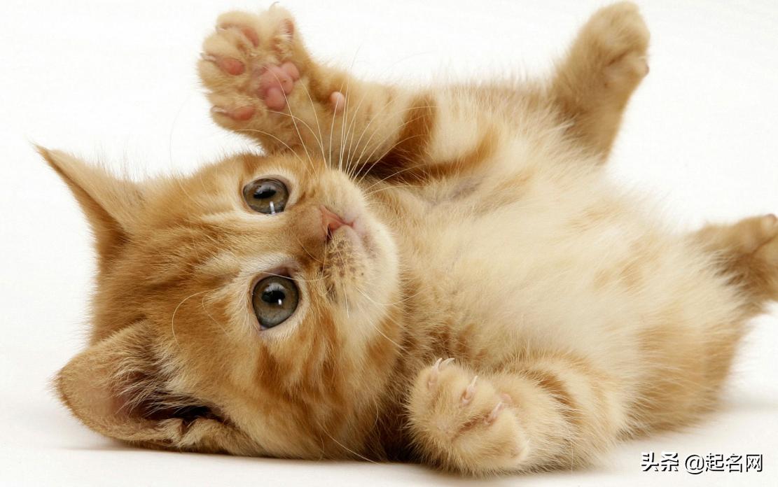 好听又好记的宠物名,有哪些可爱的宠物名