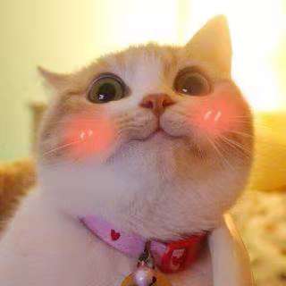 猫的100种奇特行为,猫咪的笑是怎么弄出来的