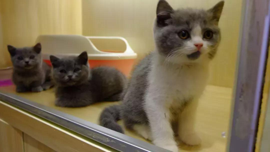 北京南锣鼓巷东一公里打卡地,北京南锣鼓巷旅游攻略必玩的景点