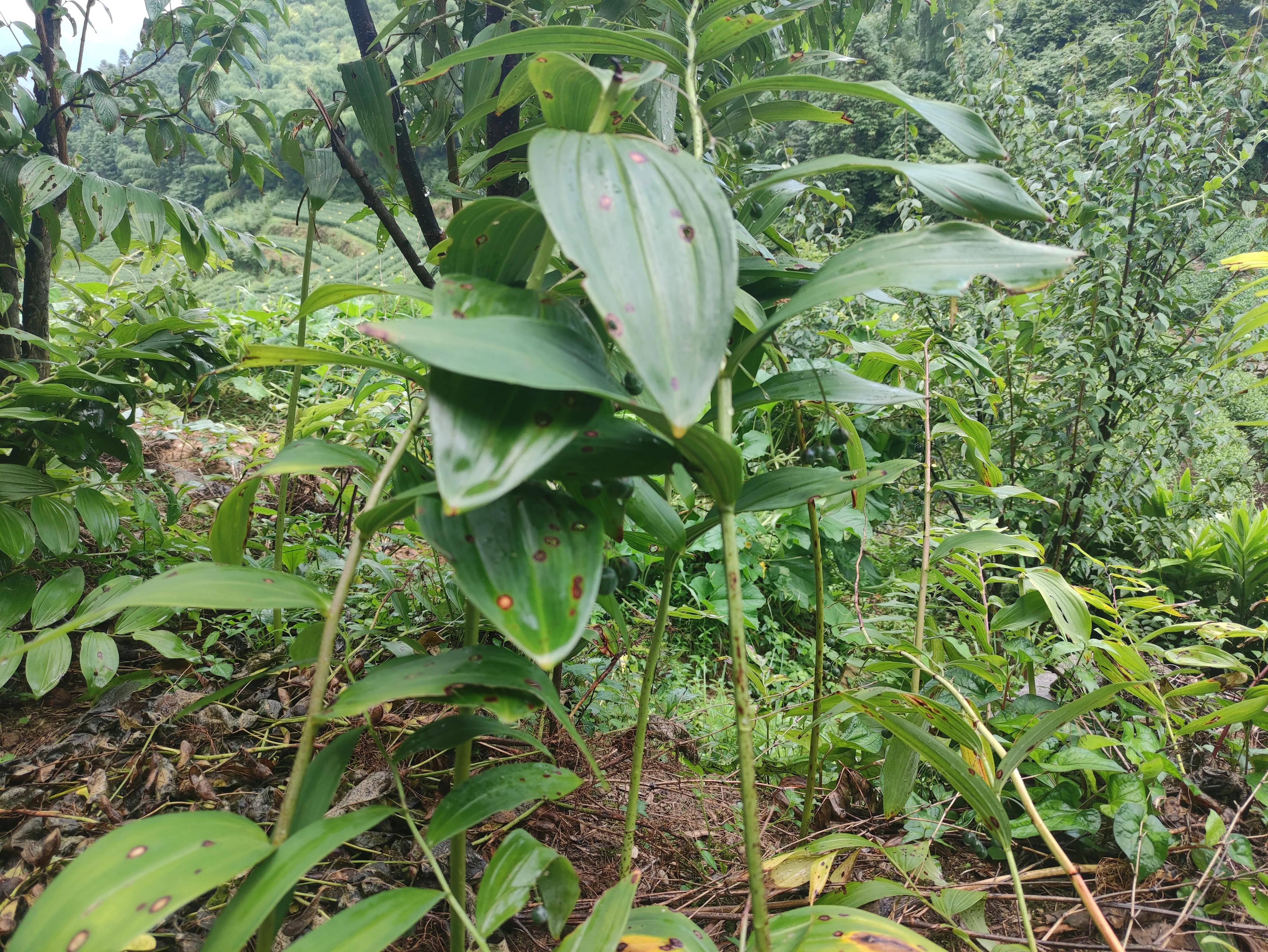 给大家展示一下什么叫做“金山药岭名茶地，竹海栗园水电乡”