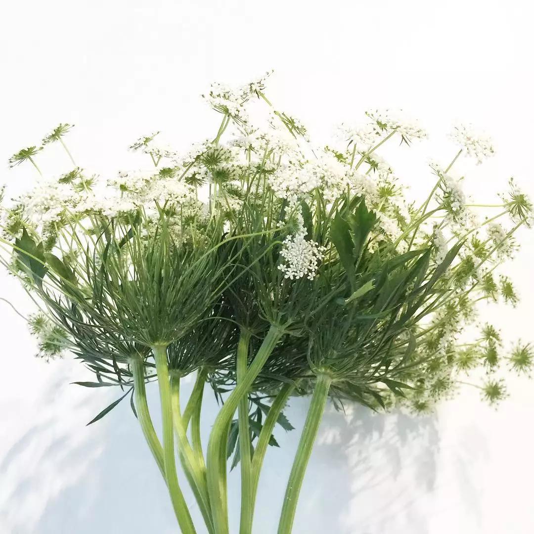 可以在室内燃放的烟花爆竹,植物烟花可以放室内吗