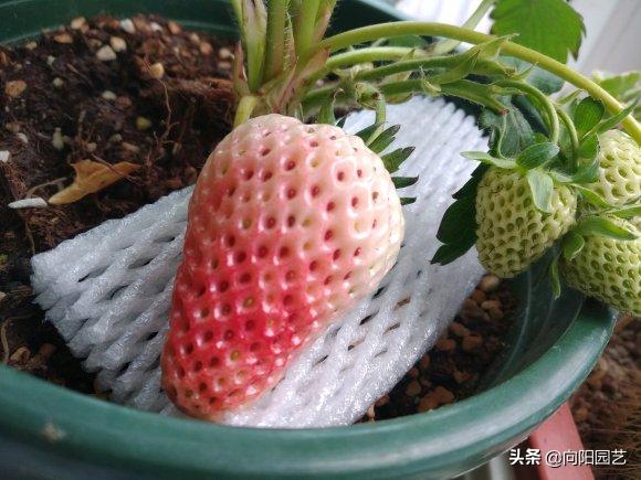 草莓还可以这么吃又学会了一招,草莓自己在家怎么种植