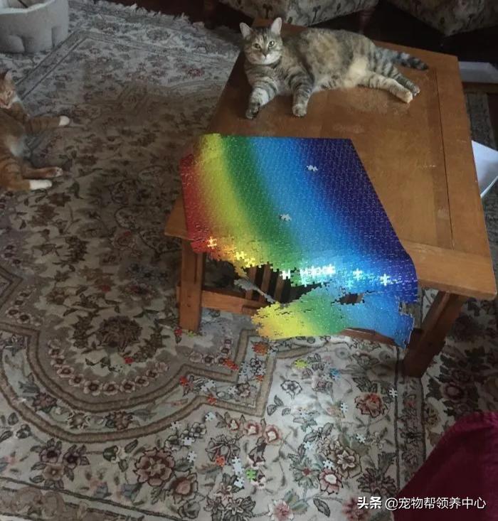 养猫还想养只猫,养猫会有想扔的想法吗