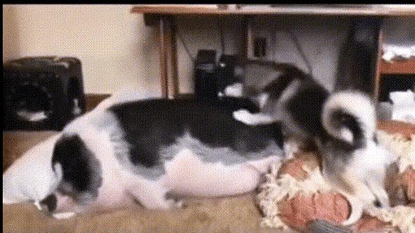 为什么加油站要24小时上班,为什么加油站一个工资1800