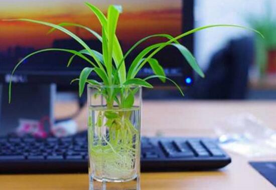 怎么把土养吊兰养成水培吊兰,吊兰怎么水培养才能更旺盛