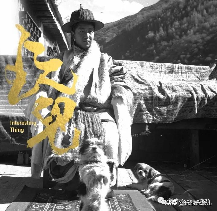 京巴狗与西藏狗,京巴犬和西班牙獒