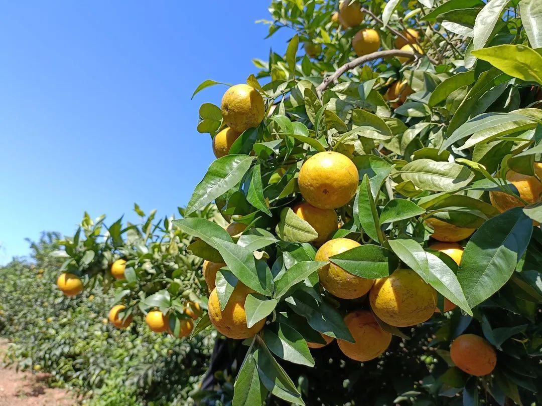 清远冬季水果,清远冬季水果采摘