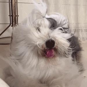 为抢玩具狗子跳起电臀舞！这么搞笑的屁屁可以看一年