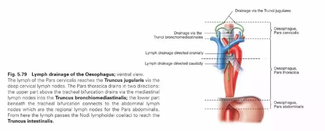 食管动脉血供来源,食管淋巴引流区