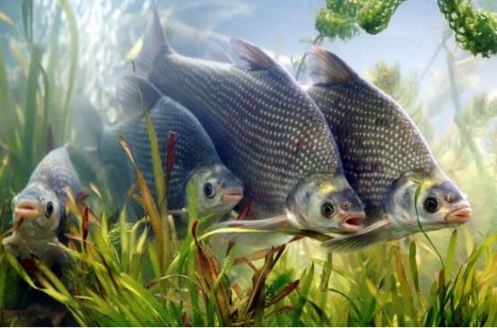 路亚鱼种类大全,长江鱼种类大全图片