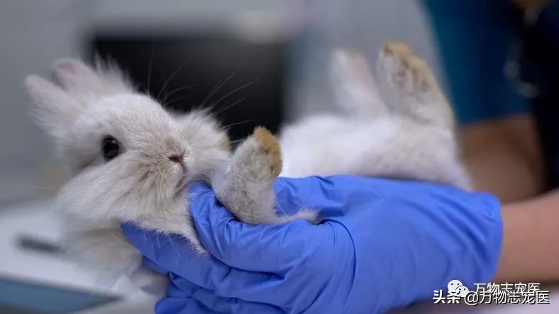 兔兔要死之前的征兆,兔兔突然死亡的原因