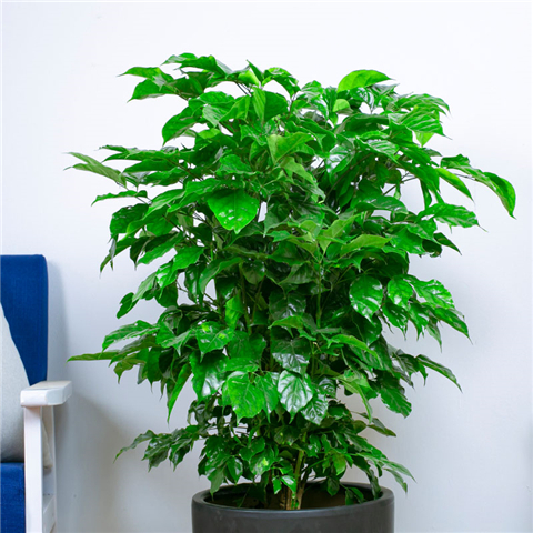 幸福树叶子尖端发黄挽救方法,幸福树叶子很稀怎么变茂盛