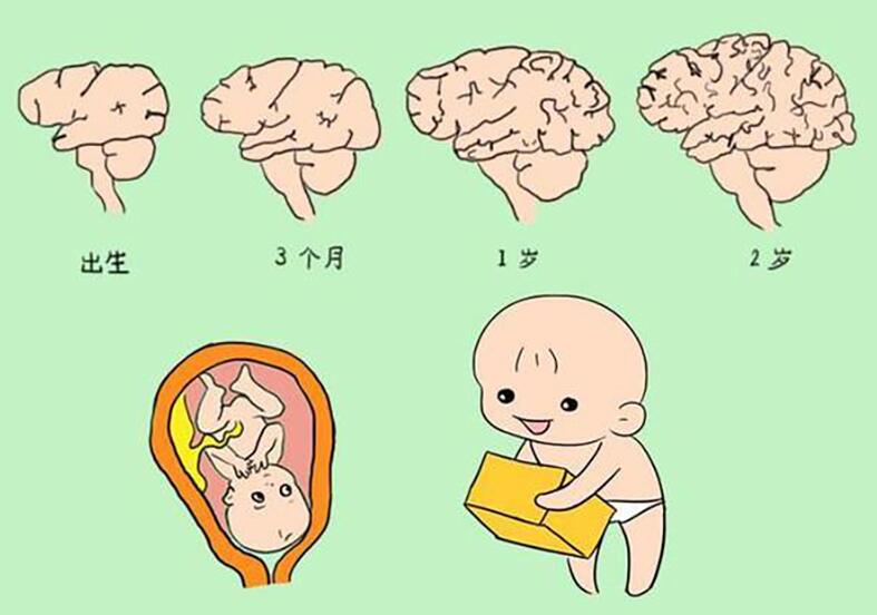 到底有没有必要给宝宝补充dha,宝宝该不该补充dha