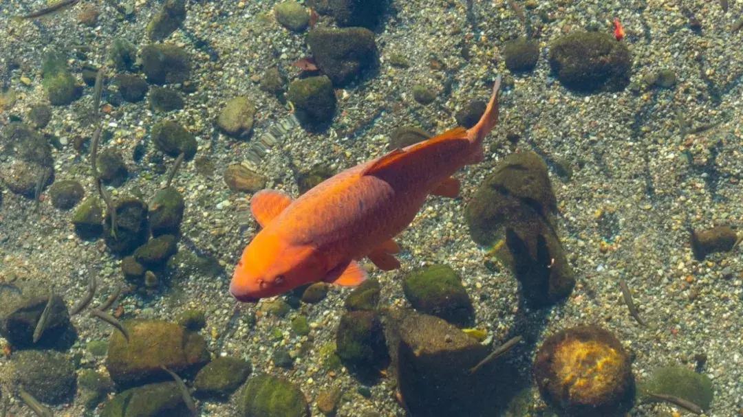 熊本自由行旅游攻略,熊本一日游旅游攻略