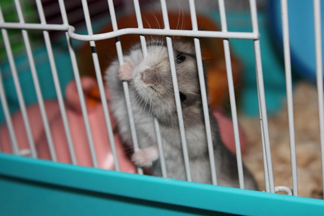 如何给仓鼠做磨牙棒无五谷粉,仓鼠用什么东西能做磨牙棒更省钱