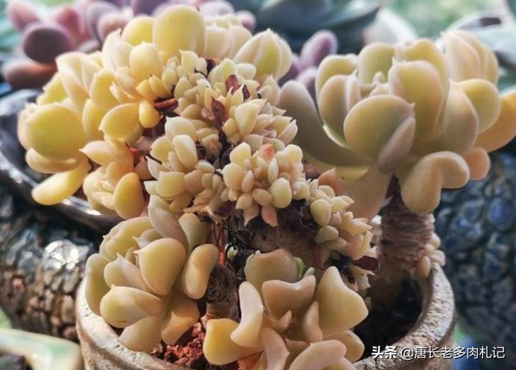 多肉特玉莲耐冻吗,多肉特玉莲叶片是心形吗