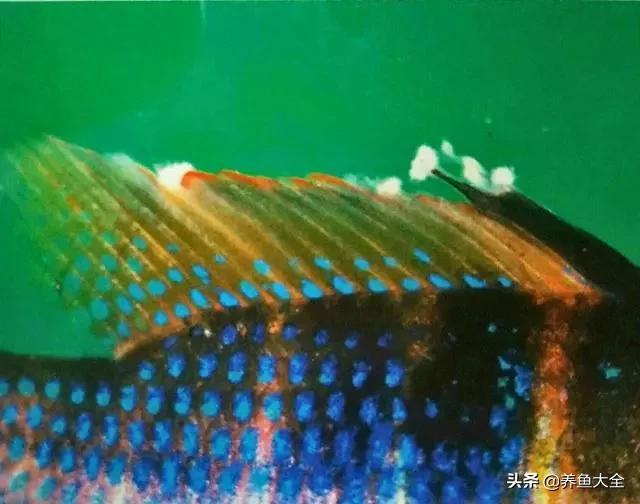 疾病小课堂第二弹——观赏鱼疾病