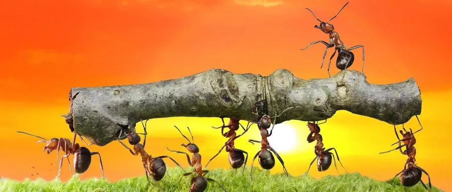 坤鹏论：惊了！蚂蚁、分形、掷硬币也能画出完美股市波动图