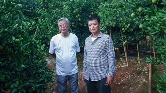 橙子大王褚时健的传奇人生 (褚时健为什么能成为橙王)