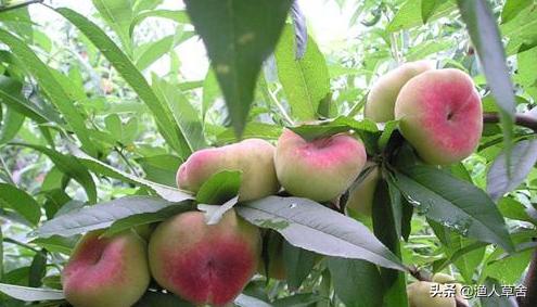 桃子成熟了怎么管理,桃子个头长小怎么办