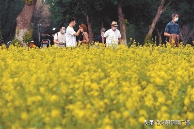 油菜花海打卡,沈阳油菜花海旅游攻略