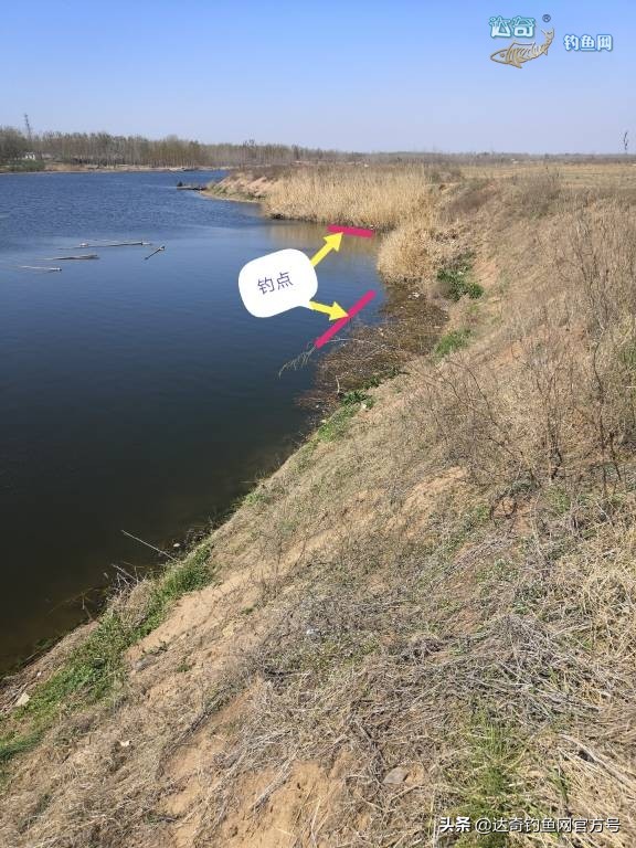 麦子钓野河鱼的最佳配方,野钓鲤鱼最诱鱼的酒米