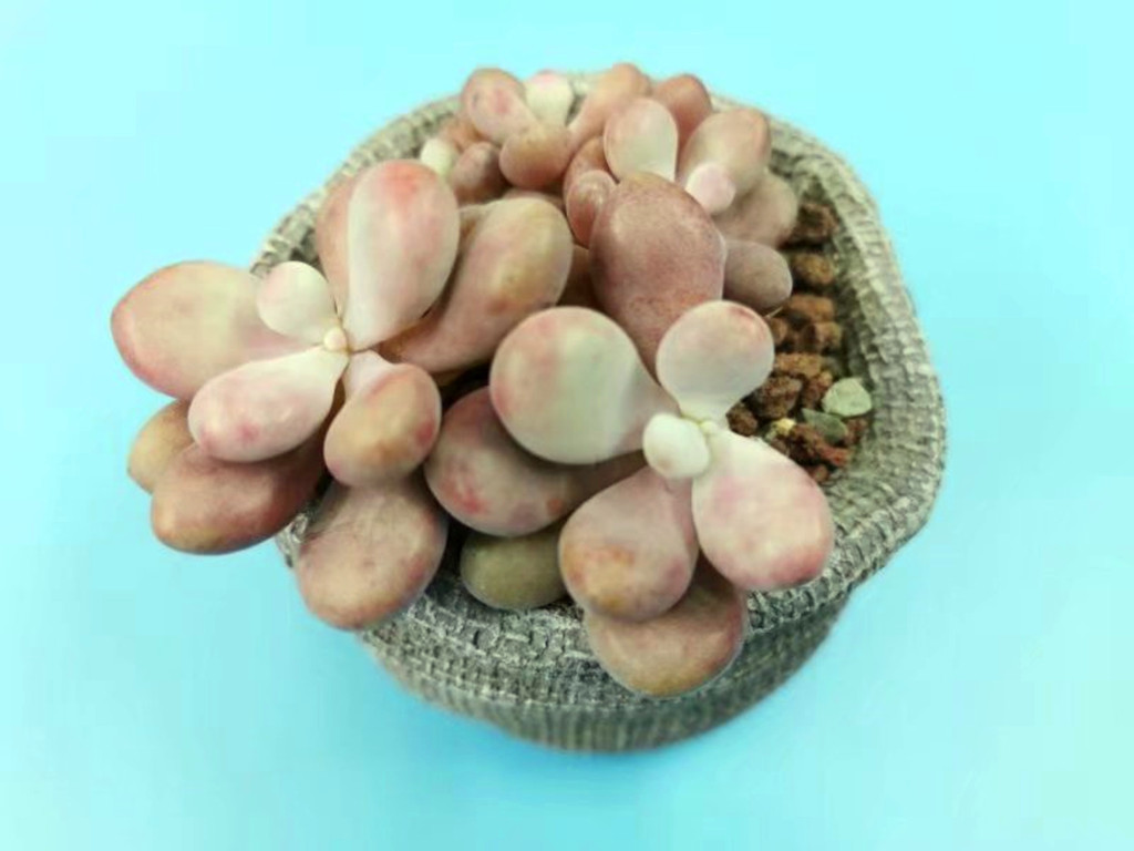 十里桃林是梦，桃蛋养护过程中问题不断才是“真相”，要这样解决