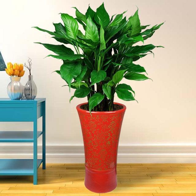 寓意财旺的花,十大吉祥花开图片