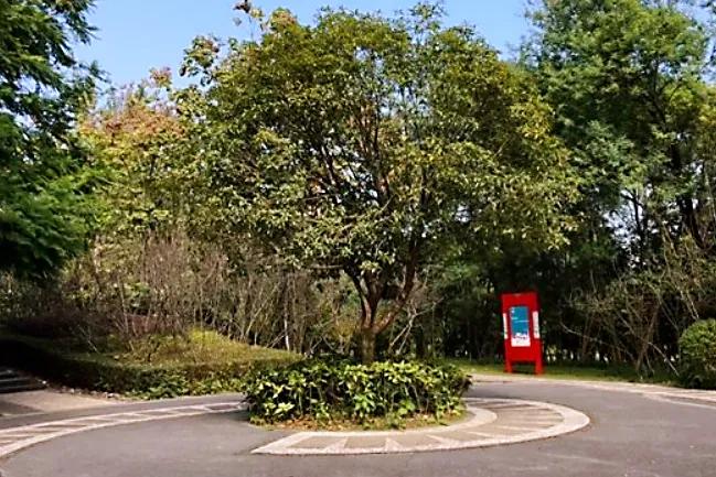 老成都的记忆,老成都记忆中的火锅