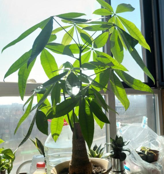 发财树长得慢怎样施肥,发财树叶片旺盛怎么打理